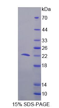 Recombinant Programmed Cell Death Protein 6 (PDCD6)
